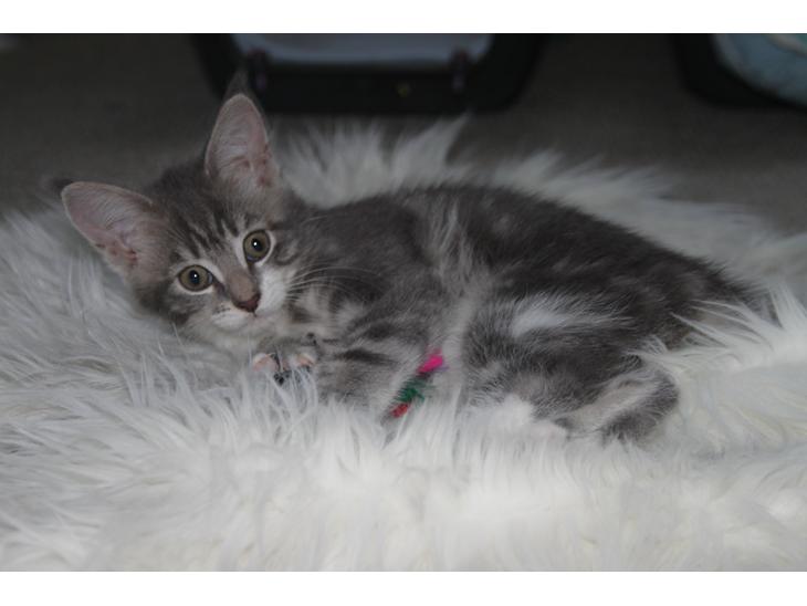 Blanding af racer Lille Miv (Halv Maine Coon) billede 1