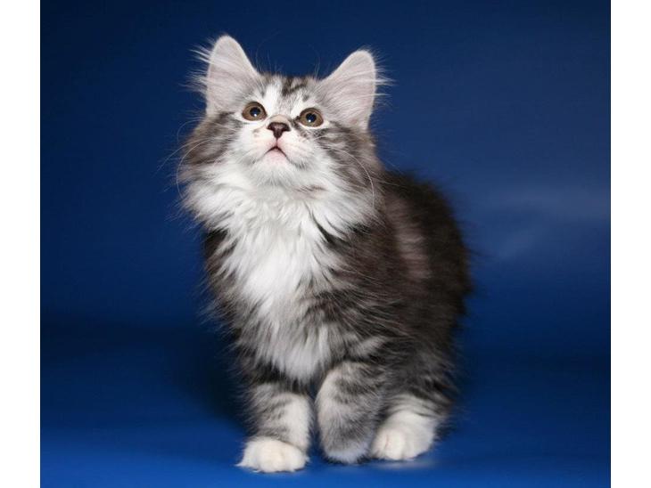 Kurilean Bobtail Noble Clan's Amrita - Hej, og velkommen til min profil! billede 1