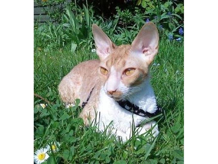Cornish Rex Mary Kate billede 1
