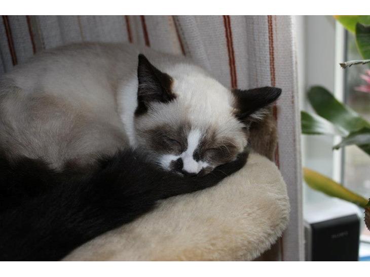 Huskat Snehvide billede 1