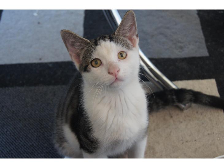 Huskat sylvester billede 1