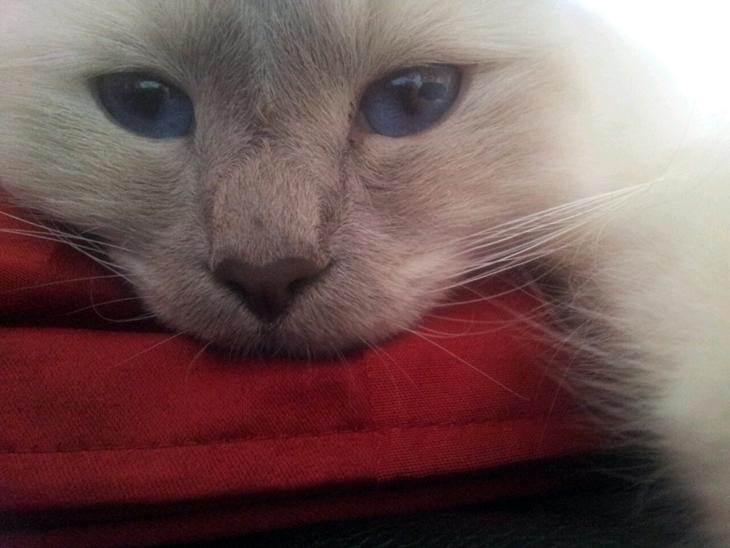 {{currentPhoto.altText}} billede {{currentPhoto.number}}