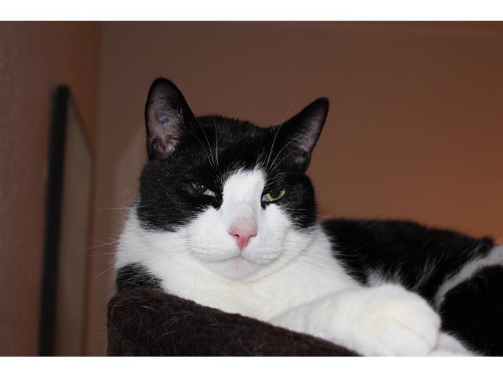 {{currentPhoto.altText}} billede {{currentPhoto.number}}