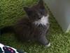 Maine Coon Chanell