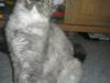 Maine Coon Ebony [ Himmelkat]