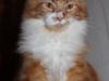 Maine Coon DK Proud Danish Big Foot P [Tidl. kat]