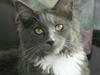Maine Coon Lykkekatte´s Vanessa