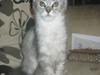 Maine Coon Fido [ Himmelkat]
