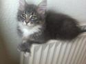Maine Coon Mallou