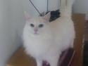 Maine Coon Smilla  (er drægtig)