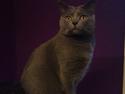 Chartreux Azul v. Gutacker