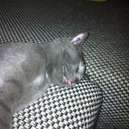Huskat Sylvester