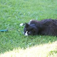 Blanding af racer Felix<3