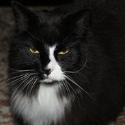 Blanding af racer Felix<3