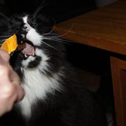 Blanding af racer Felix<3