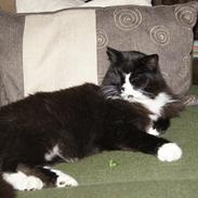 Blanding af racer Felix<3