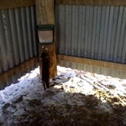 Blanding af racer Maren [Min kat]