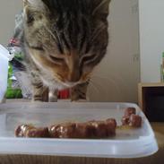 Blanding af racer Maren [Min kat]