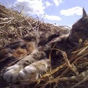 Blanding af racer Maren [Min kat]