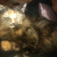 Blanding af racer Miss Tigers