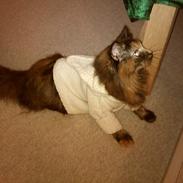 Blanding af racer Miss Tigers