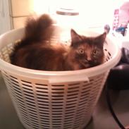 Blanding af racer Miss Tigers