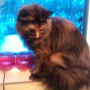 Blanding af racer Miss Tigers