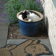 Huskat Kosmo