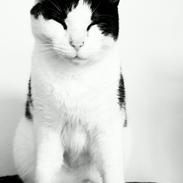 Huskat Kosmo