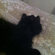 Blanding af racer Albert