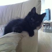 Blanding af racer Albert