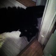 Blanding af racer Albert