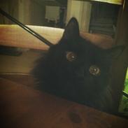 Blanding af racer Albert