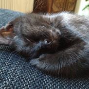 Blanding af racer Cookie