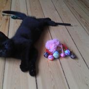 Blanding af racer Cookie