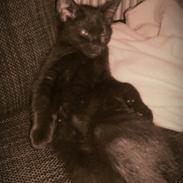 Blanding af racer Cookie