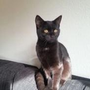 Blanding af racer Cookie