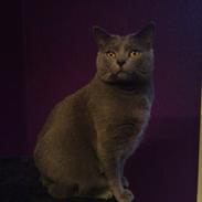 Chartreux Azul v. Gutacker