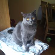 Chartreux Azul v. Gutacker