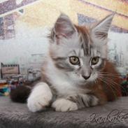 Maine Coon MisB'Cat Kankakee