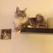 Maine Coon MisB'Cat Kankakee