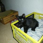 Blanding af racer Diva