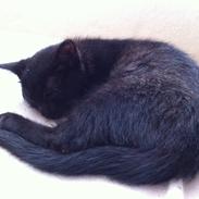 Blanding af racer Diva