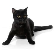 Blanding af racer Cookie