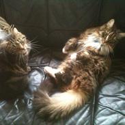 Maine Coon Kenzo