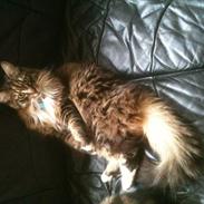 Maine Coon Kenzo