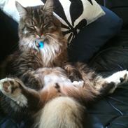 Maine Coon Kenzo