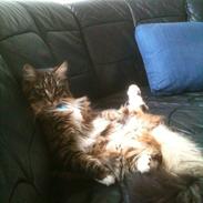 Maine Coon Kenzo