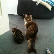 Maine Coon Kenzo