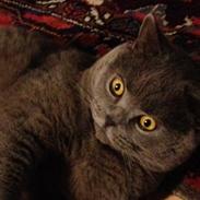 British Shorthair Desmond